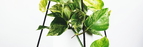 足球转会新闻配图 - 球员手持新球队球衣亮相